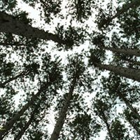 Lisa Harless Photo 11