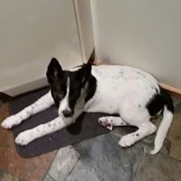 David Hollands Photo 20