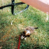 Dennis Greene Photo 27