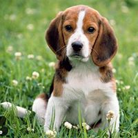 Cindy Ross Photo 24 Cindy Ross Photo 24