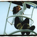 Deborah Childs Photo 14