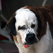 Bernard Dotson Photo 4