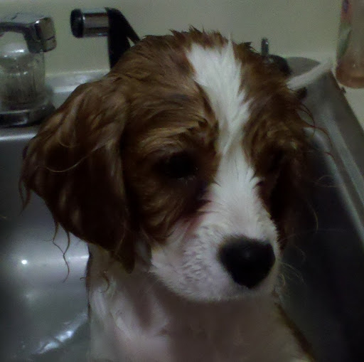 Stephen Clevenger Photo 14