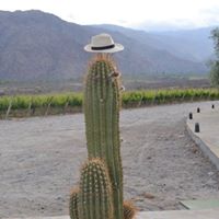 Steven Connell Photo 17