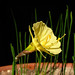 Julia Janes Photo 16