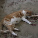 Chester Rhoads Photo 5