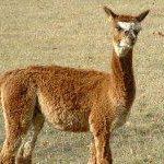 Sylvia Perry Photo 12