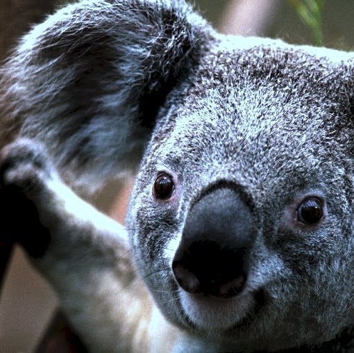 Eli Rodriguez Photo 12