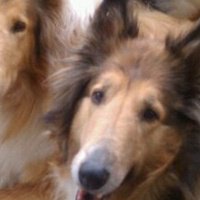 Colleen Scanlon Photo 11