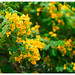 Hoa Diep Photo 10