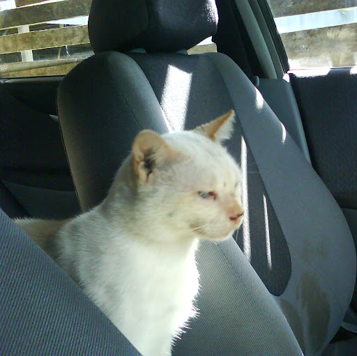 Jacqueline Alexander Photo 15