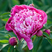 Jan Bloom Photo 30