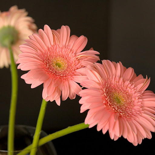 Vicki Gibson Photo 27