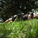 Marie Bouchard Photo 18