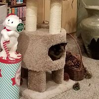 Debra Adkins Photo 13