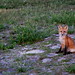 Henry Fox Photo 22