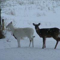 Terry Devine Photo 17