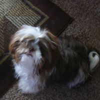 Max Whittaker Photo 4