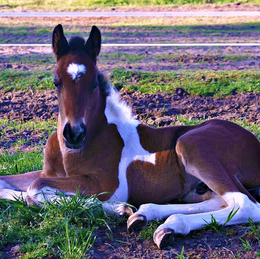 Nancy Long Photo 24 Nancy Long Photo 24