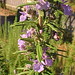 Rosemary Winters Photo 28