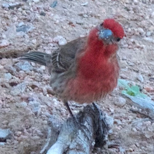 Frances Strong Photo 8