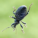 Thomas Beetle Photo 7