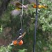 Oriole Sharp Photo 8