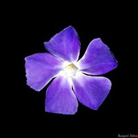 Yolanda Cavazos Photo 19