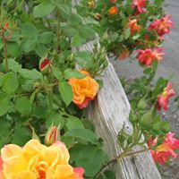 Regina Craig Photo 16