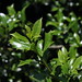 Holly Green Photo 10