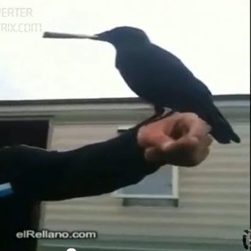 Daniel Cortez Photo 27