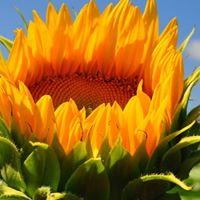 Debbie Seyer Photo 3