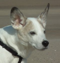 Andrea Ellis Photo 7