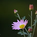 Marguerite Rose Photo 27