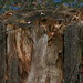 Elizabeth Stump Photo 23