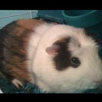 Steve Willis Photo 9