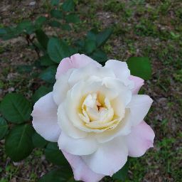 Robin White Photo 39