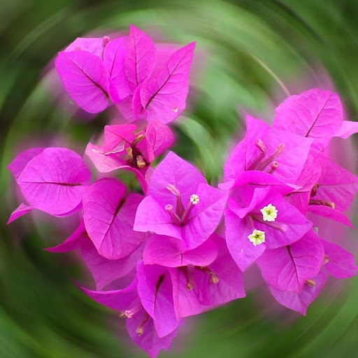 Maxine Stewart Photo 35