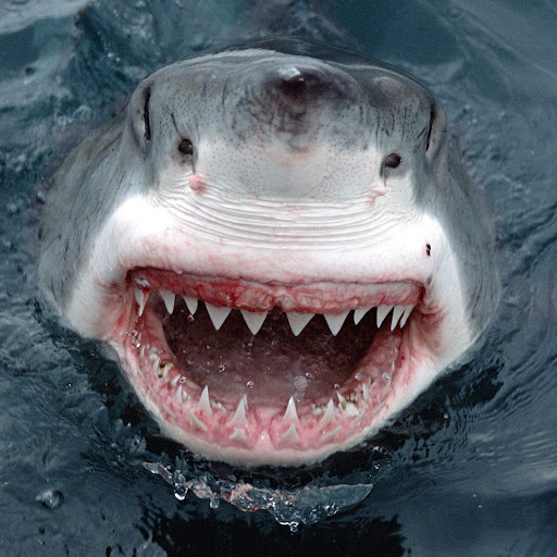 Ryan Davidson Photo 38