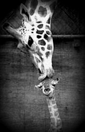 Rebecca Wilhelm Photo 31