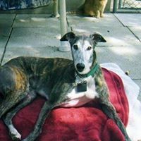 Douglas Lowe Photo 17