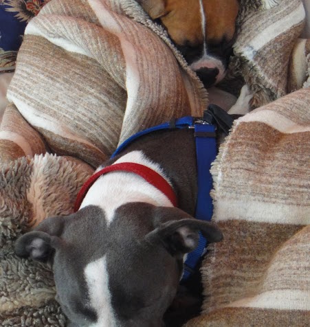 Sheryl Burke Photo 17