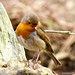 Robin Chase Photo 32