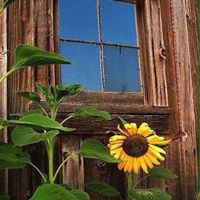 Gail Campbell Photo 20