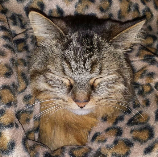 Julie Gottfried Photo 13