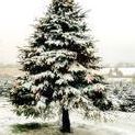 David Shoup Photo 32
