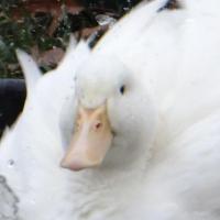 Nancy Belle Photo 21