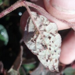 Ruth Raymond Photo 6