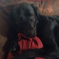 Robyn Hodge Photo 11