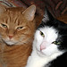 Kitty Carter Photo 28